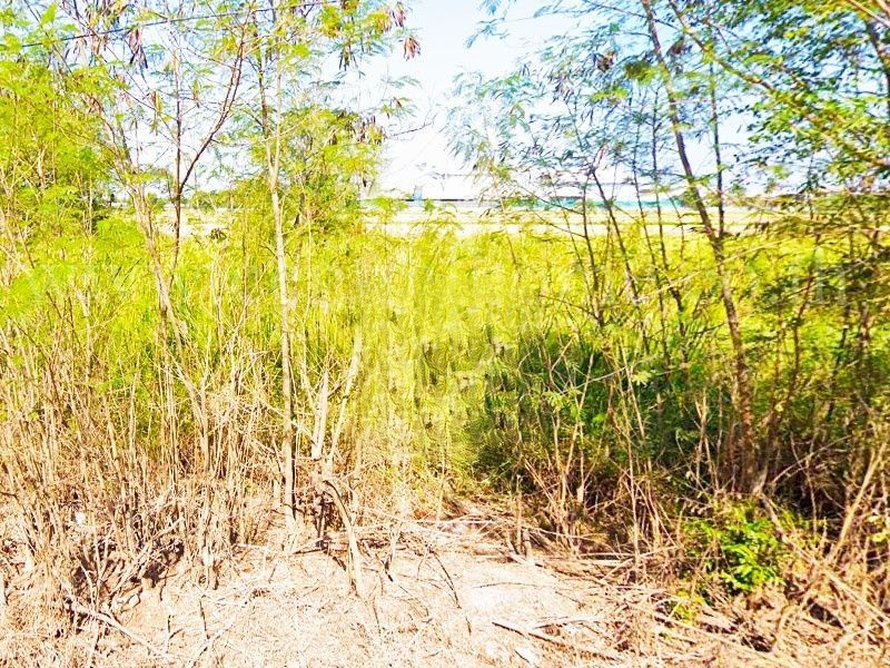 ที่ดิน 100 ตารางวา ซอย สังฆสันติสุข 58 หนองจอก กรุงเทพ ราคาถูก